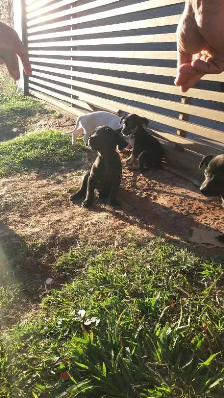 Cachorro ra a Vira-lata idade Abaixo de 2 meses nome Filhotes