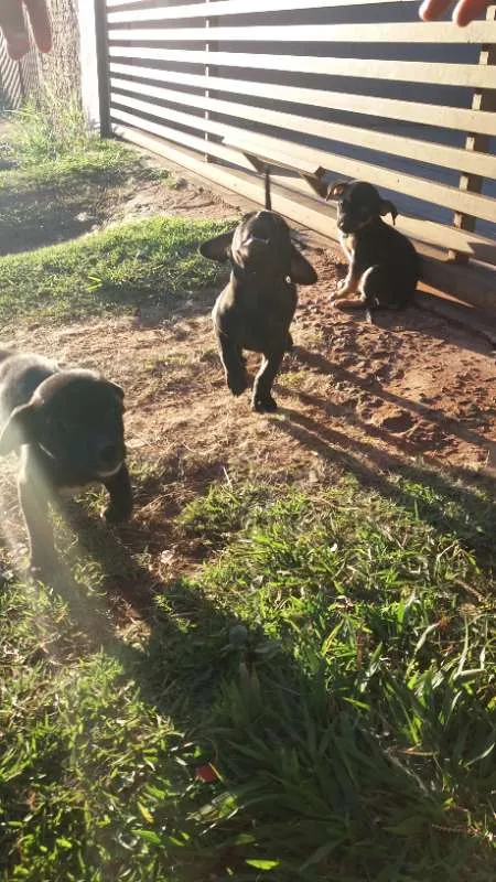 Cachorro ra a Vira-lata idade Abaixo de 2 meses nome Filhotes