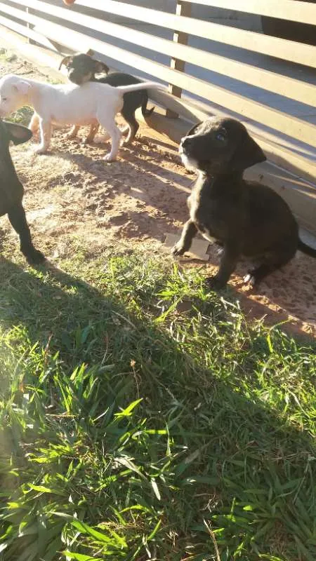 Cachorro ra a Vira-lata idade Abaixo de 2 meses nome Filhotes