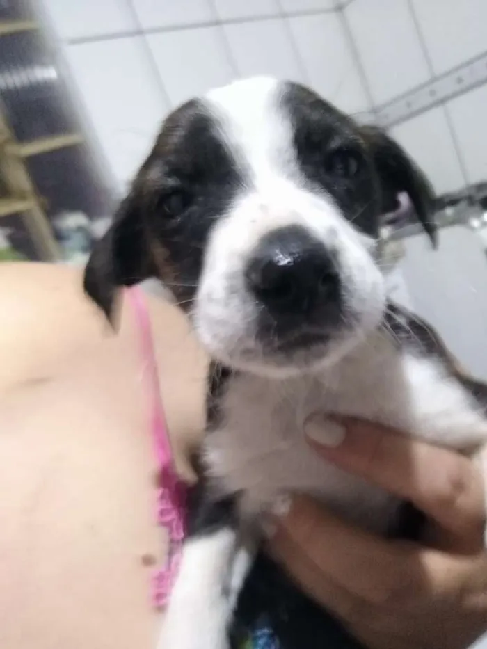 Cachorro ra a Srd idade Abaixo de 2 meses nome Marry