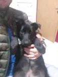 Elvis