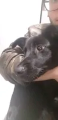 Elvis