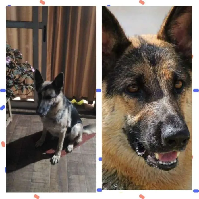 Cachorro ra a Pastor Alemão idade 6 ou mais anos nome Luna