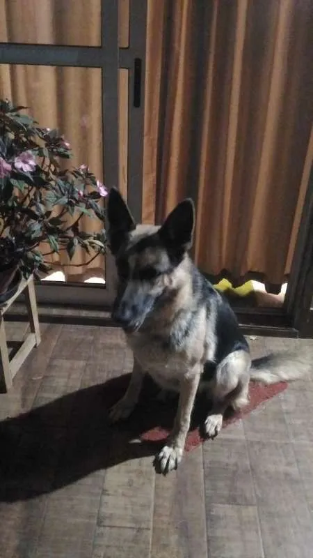 Cachorro ra a Pastor Alemão idade 6 ou mais anos nome Luna