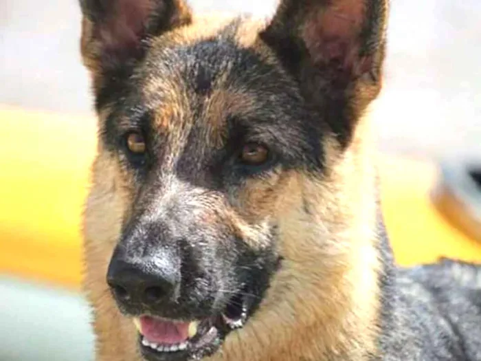 Cachorro ra a Pastor Alemão idade 6 ou mais anos nome Luna