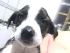 Cachorro raça Srd idade Abaixo de 2 meses nome Marry