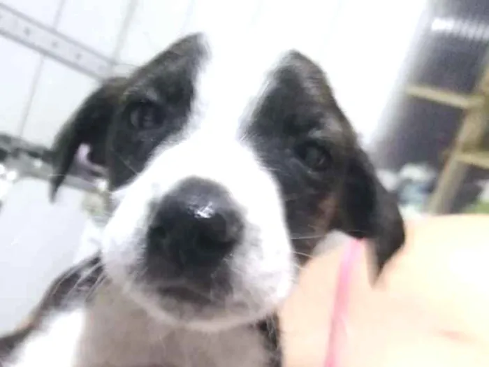 Cachorro ra a Srd idade Abaixo de 2 meses nome Marry