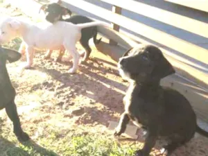 Cachorro raça Vira-lata idade Abaixo de 2 meses nome Filhotes