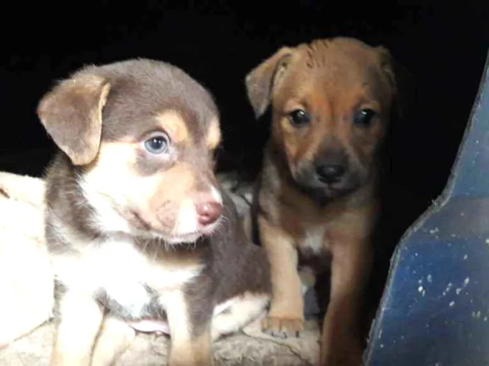 Cachorro ra a SRD idade Abaixo de 2 meses nome 4 filhotes