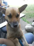 Tico