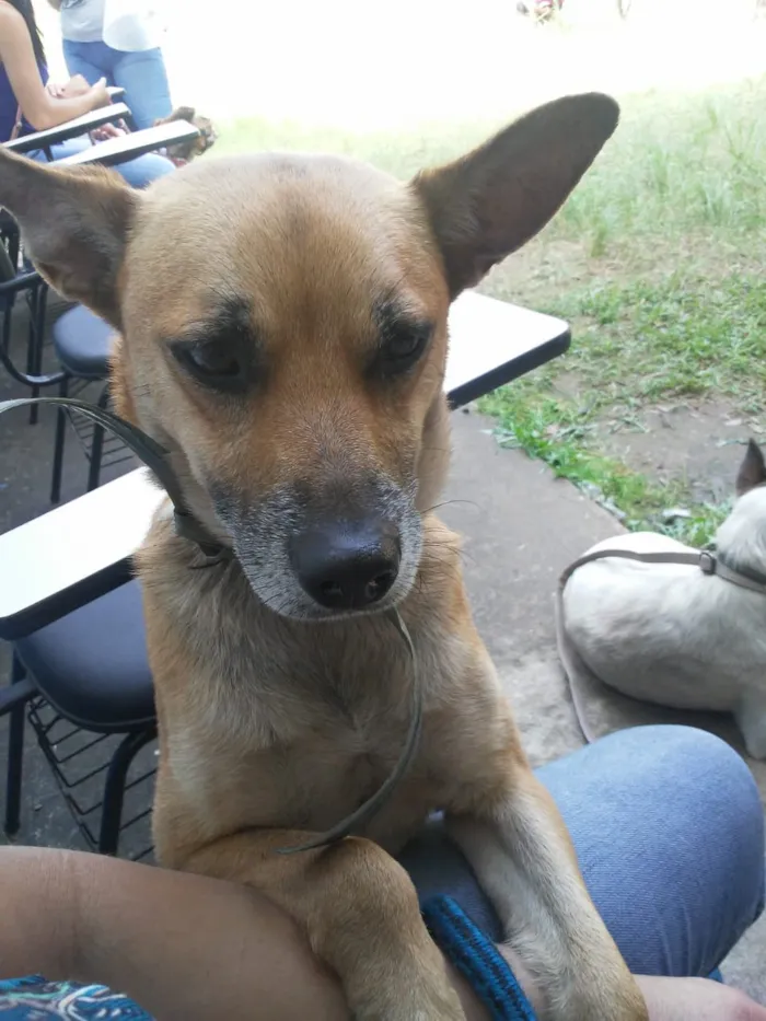 Cachorro ra a Srd idade 3 anos nome Tico