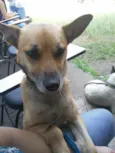 Tico