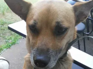 Cachorro raça Srd idade 3 anos nome Tico