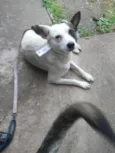 Teco 