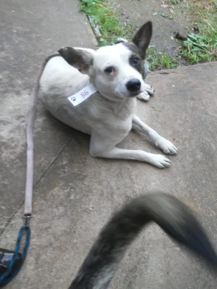Cachorro ra a Srd idade 3 anos nome Teco 