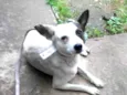 Teco 