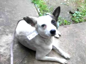 Cachorro raça Srd idade 3 anos nome Teco 
