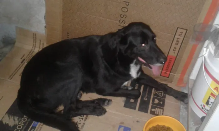 Cachorro ra a Srd idade 2 anos nome Negão