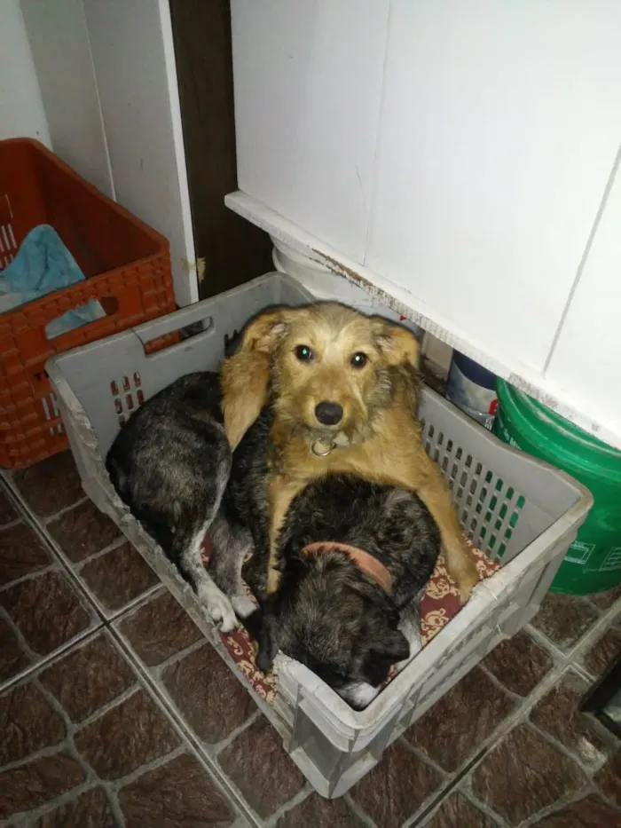 Cachorro ra a Srd idade 7 a 11 meses nome Lilica