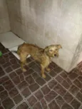 Lilica