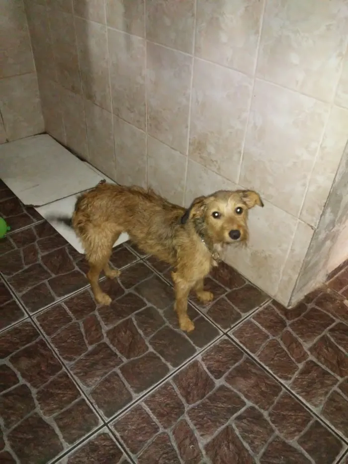 Cachorro ra a Srd idade 7 a 11 meses nome Lilica