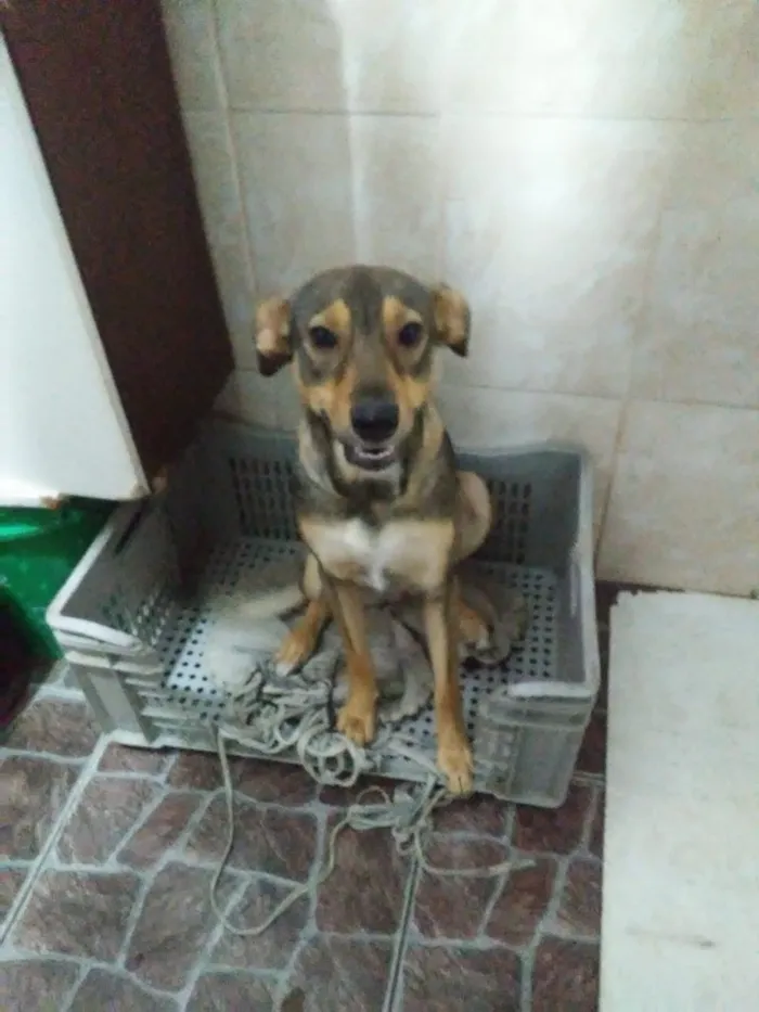 Cachorro ra a Srd idade 1 ano nome Lola