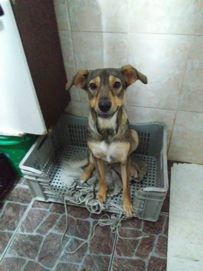 Cachorro ra a Srd idade 1 ano nome Lola