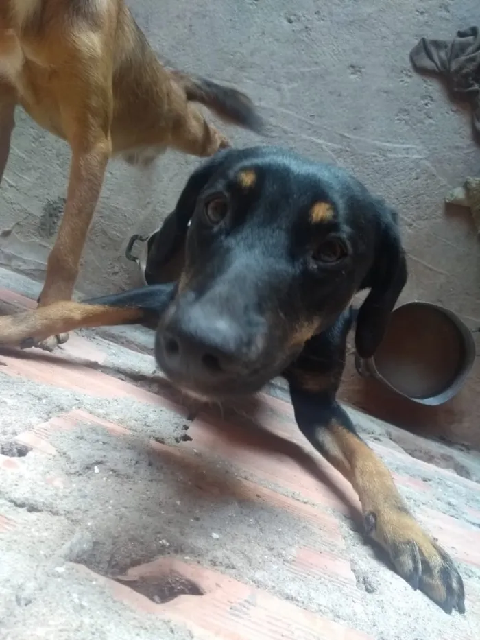 Gato ra a Não sei  idade Abaixo de 2 meses nome Não tem nome 