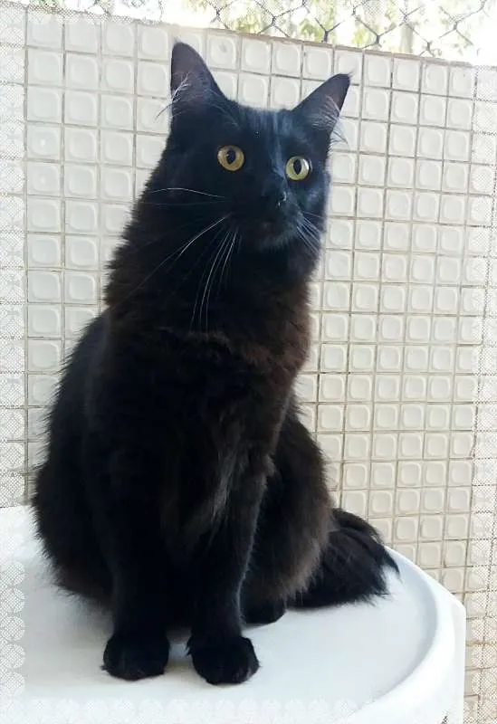 Gato ra a srd idade 3 anos nome Onix