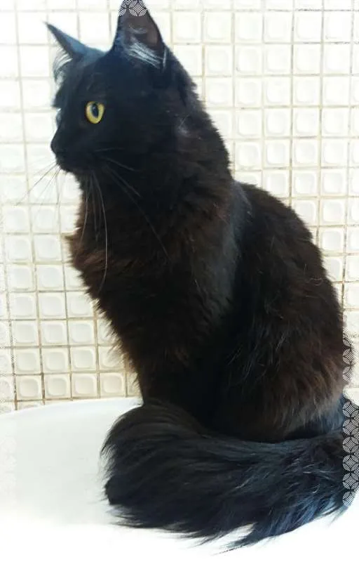 Gato ra a srd idade 3 anos nome Onix