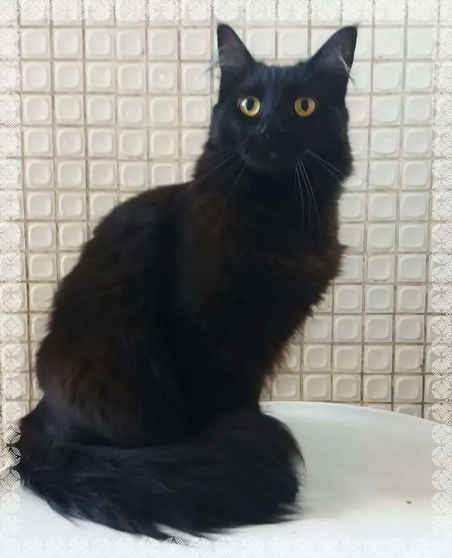 Gato ra a srd idade 3 anos nome Onix