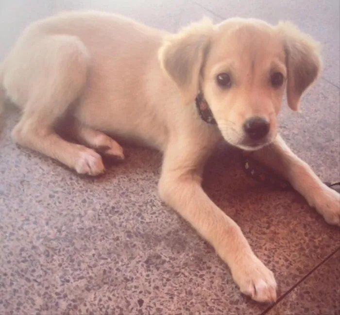 Cachorro ra a Mestiça  idade 2 a 6 meses nome Jade 