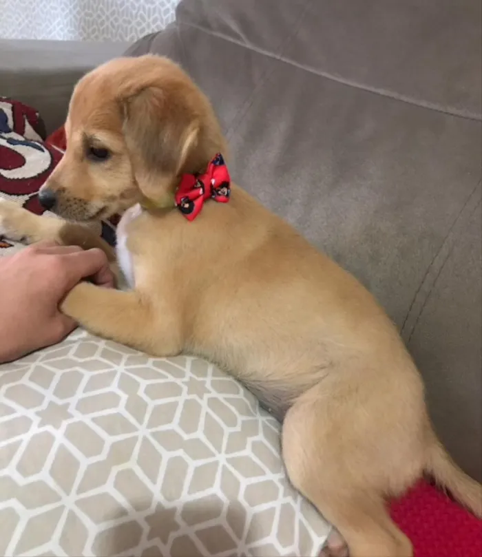 Cachorro ra a Mestiça  idade 2 a 6 meses nome Jade 