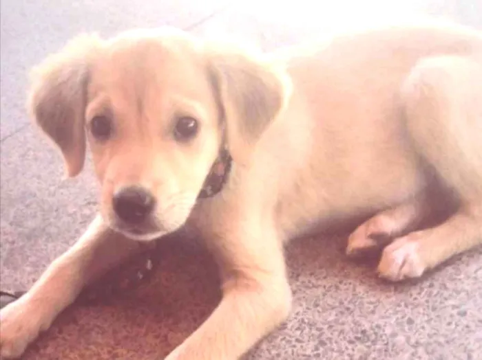 Cachorro ra a Mestiça  idade 2 a 6 meses nome Jade 