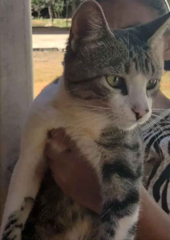 Gato ra a SRD idade 1 ano nome Tiquinho 