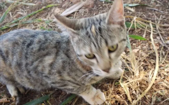 Gato ra a SRD idade 1 ano nome Cici 