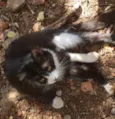 Bibi 
