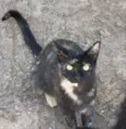 Pretinha 
