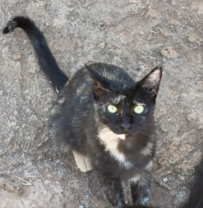 Gato ra a SRD  idade 1 ano nome Pretinha 