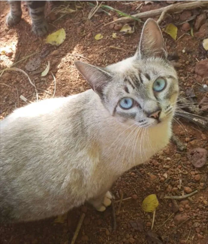 Gato ra a SRD  idade 1 ano nome Memeia 