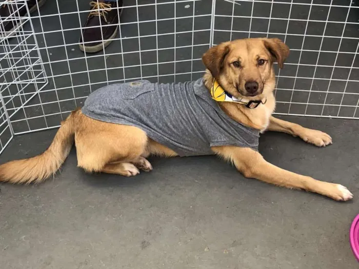 Cachorro ra a SRD idade 2 anos nome Zac