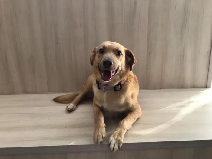 Cachorro ra a SRD idade 2 anos nome Zac