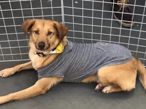 Cachorro raça SRD idade 2 anos nome Zac