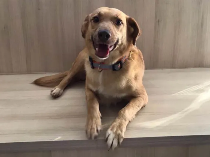Cachorro ra a SRD idade 2 anos nome Zac