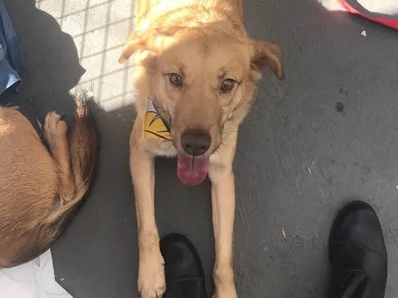 Cachorro ra a SRD idade 2 anos nome Zac