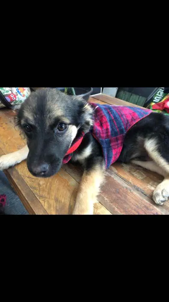 Cachorro ra a SRD idade 2 a 6 meses nome Modi