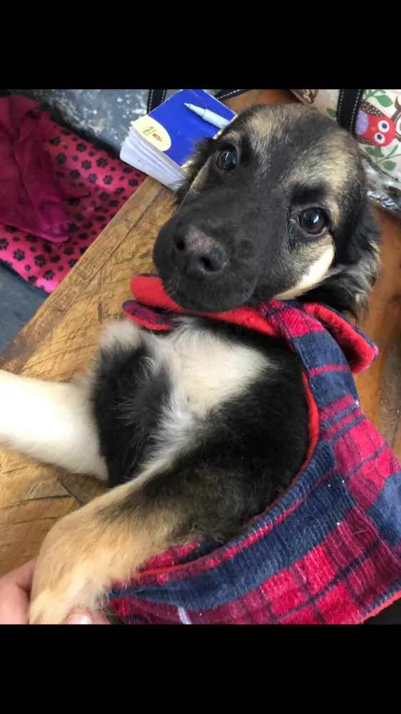 Cachorro ra a SRD idade 2 a 6 meses nome Modi