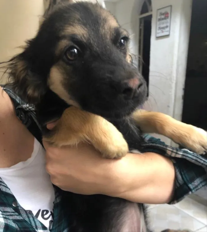 Cachorro ra a SRD idade 2 a 6 meses nome Modi