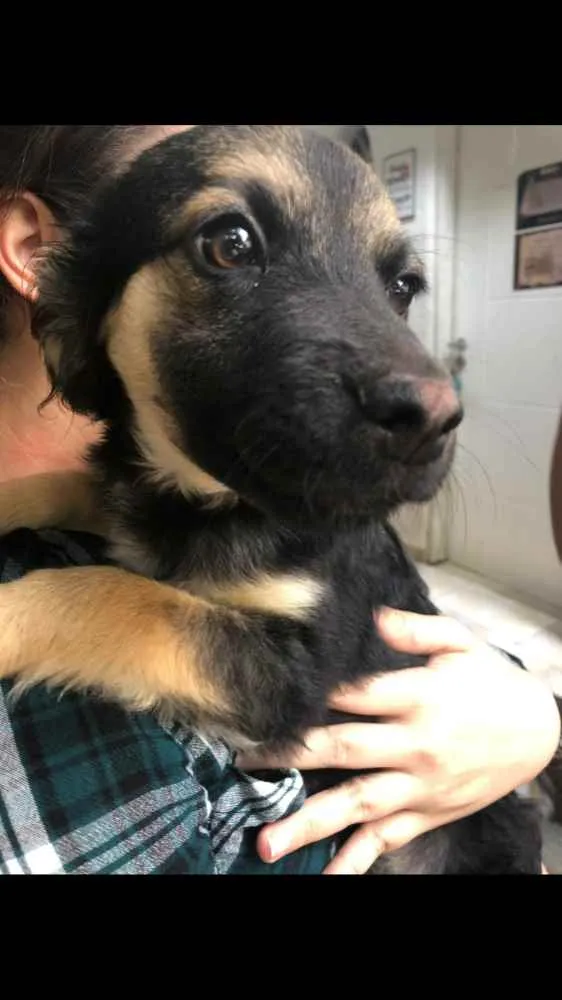 Cachorro ra a SRD idade 2 a 6 meses nome Modi
