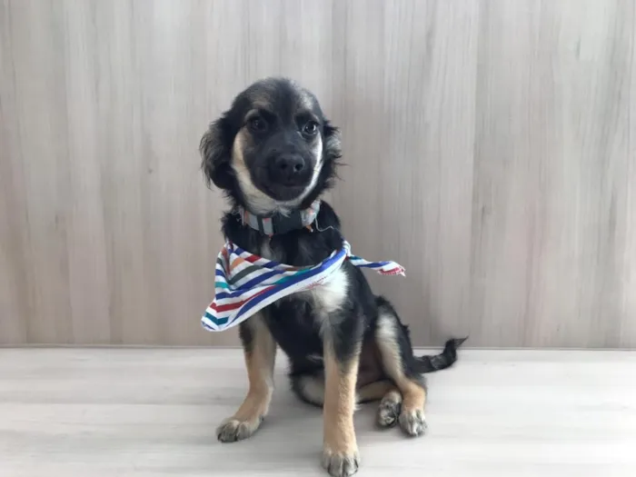 Cachorro ra a SRD idade 2 a 6 meses nome Modi